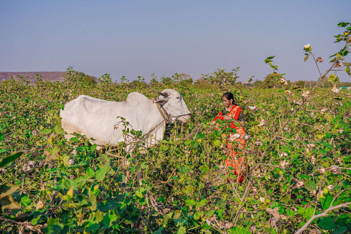 Fodder and Care Drive at Our Gaushala