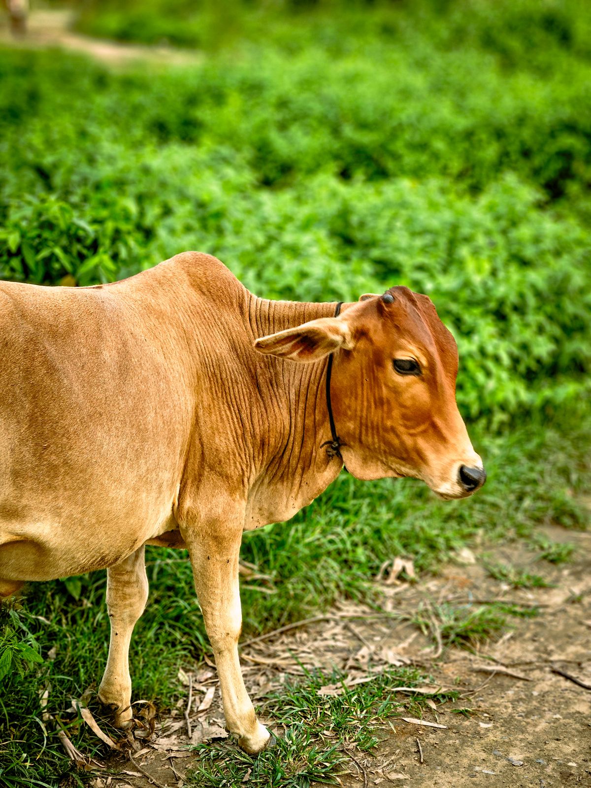 Support Our Gaushala