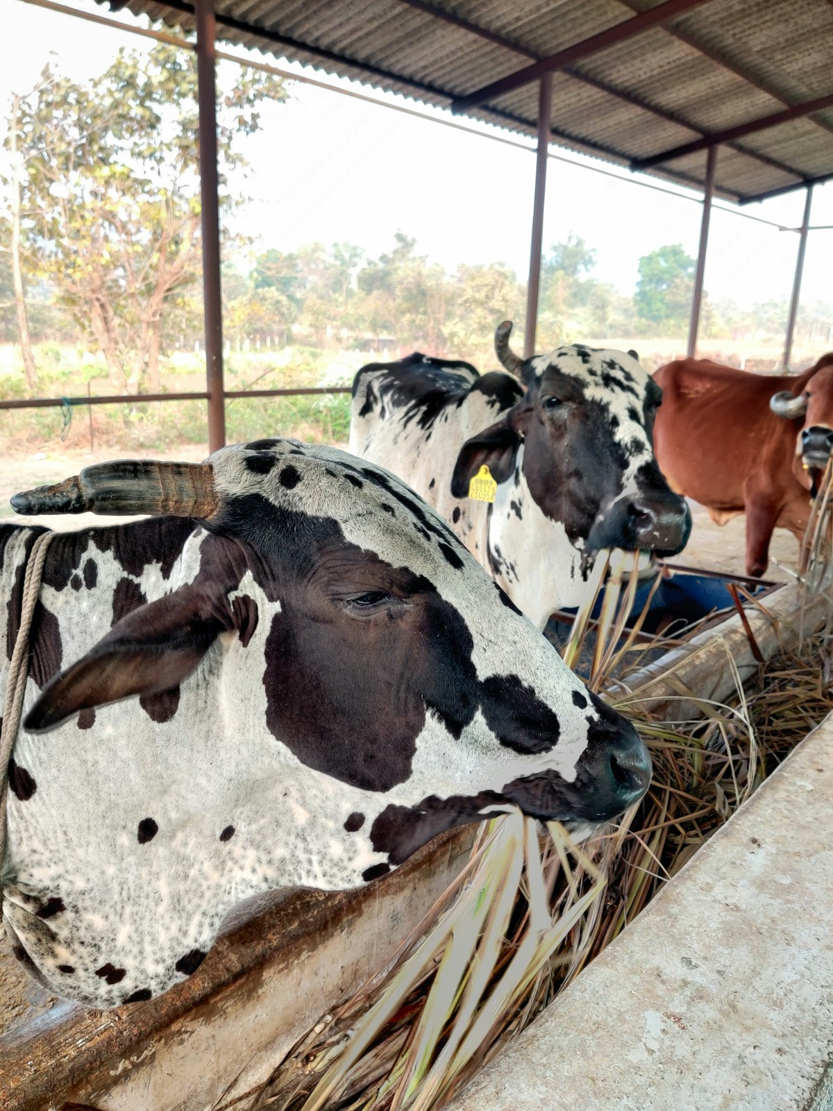 Gaushala & Cow Care